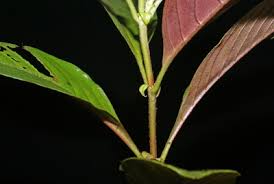 Image result for Sabicea