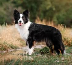 While border collies are a popular dog breed, they are quite expensive. Border Collie Puppies Animal Kingdom Puppies N Love