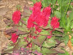 Image result for Celosia