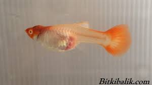 Oldukça hassas bir yapıya sahip olmaları nedeni ile temiz ve ve hijyenik bir akvaryum içerisinde hayat sürmek isterler. Lepistes Dogum Belirtileri Bitkibalik Com Lepistes Uretimi