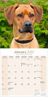 Breeders of merit are denoted by level in ascending order of: Rhodesian Ridgeback Wandkalender 2022 Bei Europosters