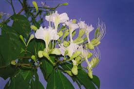 Image result for Berlinia grandiflora