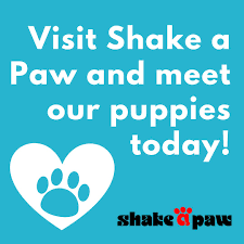 Other lynbrook pet stores & pet services. Shake A Paw Shakeapawpups Twitter