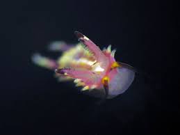 Image result for Nesaea linearis