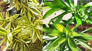 Image result for Dracaena reflexa