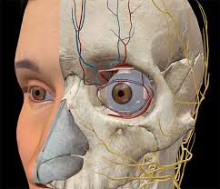 Maybe you would like to learn more about one of these? Anatomy And Physiology The Anatomy Of Vision
