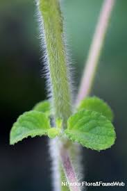 Image result for Mesosphaerum