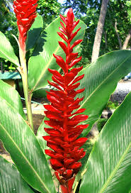 I planted them immediately, according to instructions. A Gorgeous Red Ginger Plant Big Island Hawaii R J Malfalfa Flickr