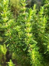 Image result for Anthospermum