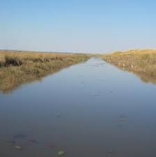 Image result for Chamaecrista zambesica