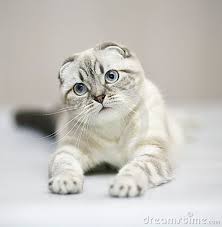 18 Delightfully Expressive Scottish Fold Cats Cat Scottish Fold Cat Breeds Cute Cats And Dogs