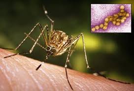 Febrile illness (fever) in some people. West Nile Virus Picture Image On Medicinenet Com