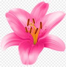 Pink lilies on a colored background. Cliparts Stargazer Lilly Pink Lily Flower Png Image With Transparent Background Toppng