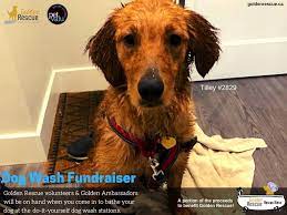 15 and have a completed application file by nov. Golden Rescue Will Be At Pet Valu Bowmanville Clarington Centre On Saturday May 11th From 11am 3pm Our Volunteers And Dog Washing Station Dog Wash Muddy Paws