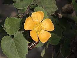 Monkeybush Abutilon Indicum Abutilon Indicum Indian Abutilon Indian Mmallow Is A Small Shrub In The Malvaceae F Endangered Plants Plants Medicinal Plants