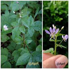 Image result for Cleome rutidosperma