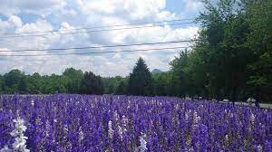 Been to how come high point north carolina is a rotten place to live? This Is Where To Find The Best Nc Highway Wildflower Beds Charlotte Observer