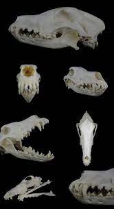 Borzoi Skull by CabinetCuriosities.deviantart.com on @DeviantArt | Animal  skeletons, Dog skull, Dog skeleton