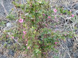 Image result for Schoenoplectus muricinux