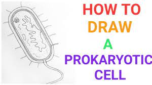 Maybe you would like to learn more about one of these? How To Draw A Prokaryotic Cell Prokaryotic Organism Bacterial Cell Easily Well Lebelled Diag Youtube