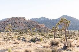 Maybe you would like to learn more about one of these? Joshua Tree Camping