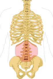 Together they comprise the female reproductive system. Low Back Pain Wikipedia