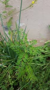 Image result for Phyllanthus mendesii
