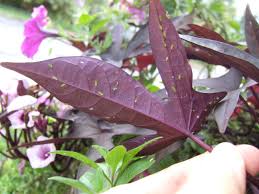Wasp and bees like bright colors and flowery smells. Natural Ways To Keep Insects Out Of Your Garden Hgtv