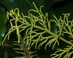 Image result for Lycopodiella cernua