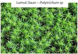 Yang tidak dibahas dalam kingdom plantae yaitu. Kingdom Plantae Lumut Paku Tumbuhan Berbiji Idschool