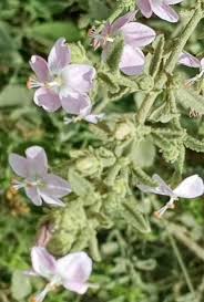 Image result for Hibiscus aponeurus