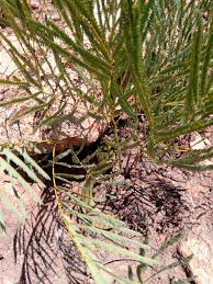 Image result for Elephantorrhiza goetzei