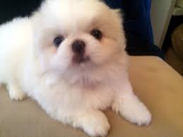 Find your new companion at nextdaypets.com. Pekingese Puppies For Sale Dallas Tx 308487 Petzlover