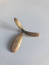 Image result for Hiptage