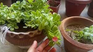It is sometimes planted as an annual it these zones. Heartleaf Iceplant Herunterladen