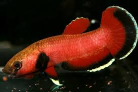 Betta Channoides Wikipedia Bahasa Indonesia Ensiklopedia Bebas