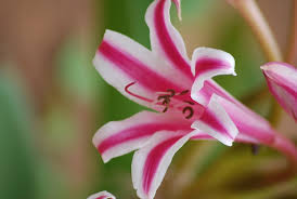 Image result for Crinum stuhlmannii