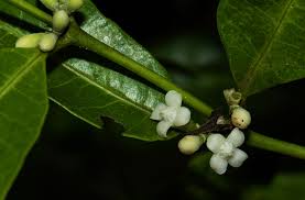 Image result for Polysphaeria