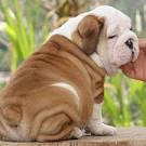 Blue Sky Bulldogs | Bulldogs In Virginia