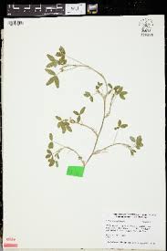 Image result for Trifolium pseudostriatum