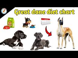 great dane diet chart in hindi great dane diet plan