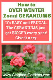 How To Keep Geraniums Over The Winter Gingham Gardens Geraniums Propagating Geraniums Geranium Plant
