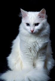 Get a ragdoll, bengal, siamese and more 5 adorable kittens available for adoption. Turkish Angora Cat Breed Information Pictures Characteristics Facts