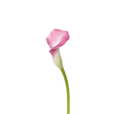 We did not find results for: Calla Lily Mini Light Pink Metro Flower Market