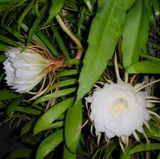 Image result for Oxypetalum