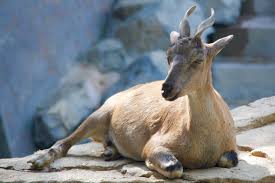 Chinese woman kill goat please subscribe to my channel help me reach 100 subscribers share this video. Trophy Hunting Protects Pakistan S Markhor Brings Prosperity To Villages The Third Pole