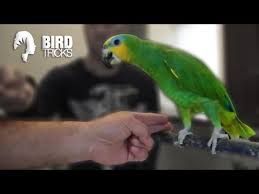 Bite The Hand That Feeds You Meaning Pin On Quaker Parrot Care Training