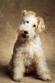 Westminster S Most Successful Dog Breeds Dog Breeds Wire Fox Terrier Fox Terrier
