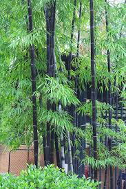 Bambusa Lako Timor Black Bamboo Bamboo Garden Bamboo Landscape Bamboo Plants
