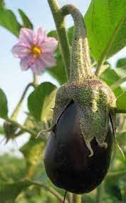 Growing Eggplants How To Plant Eggplant In The Garden Growing Eggplant How To Plant Eggplant Growing Vegetables